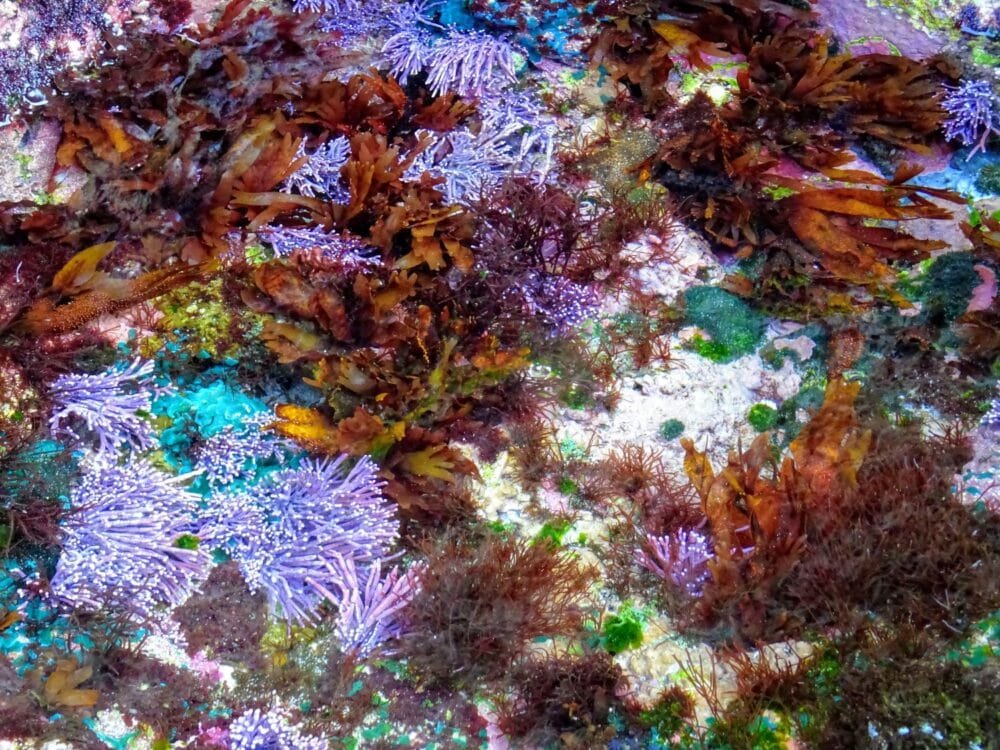 Lumangan-beach-nusa-penida5